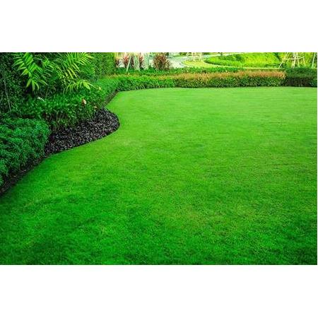 AKADEMİ 6A HYBRİD 10KG ÇİM TOHUMU (KG FİYATIDIR)