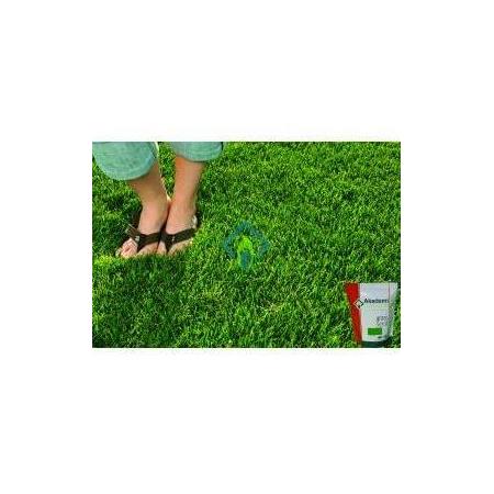 AKADEMİ 6A HYBRİD 10KG ÇİM TOHUMU (KG FİYATIDIR)