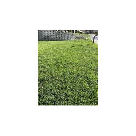 GREEN KİNG ÇİM TOHUMU 6M FAVORİ 1KG (KG FİYATIDIR)